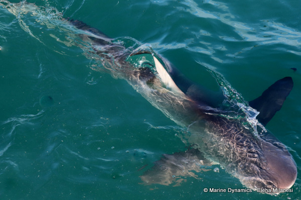 Bronze whaler shark, South Africa 